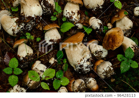 Mushrooms are picked and laid out in rows on leaves and grass in the forest, harvesting mushrooms in the forest. 96428113