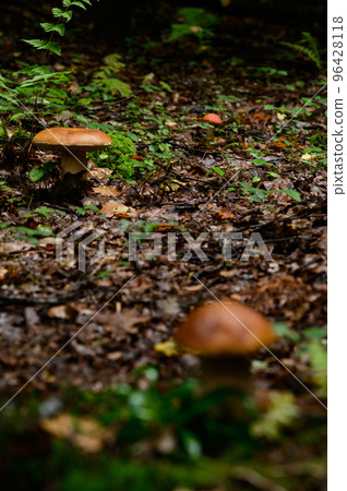 A group of porcini mushrooms among leaves and moss in the autumn forest, silent mushroom hunting. 96428118