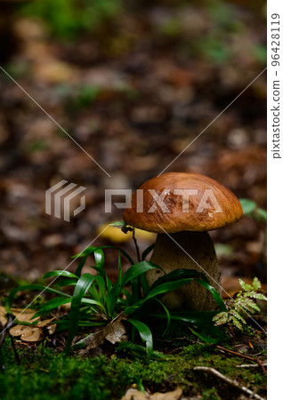 Edible mushrooms, boletus as the king of mushrooms, diet and vegetarian food. 96428119