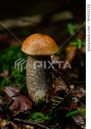 One Leccinum mushroom growing in the forest, Young autumn red mushroom. One Leccinum mushroom growing in the forest, Young autumn red mushroom. 96428128