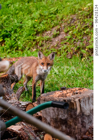 A red fox walks in the fields, a cunning wild animal. 96428134