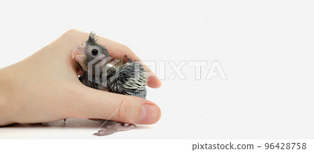 a human in his hands holds a cockatiel parrot chick on a white background, a banner a human in his hands holds a cockatiel parrot chick on a white background, a banner 96428758