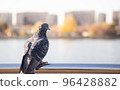 Pigeon near river houses 96428882
