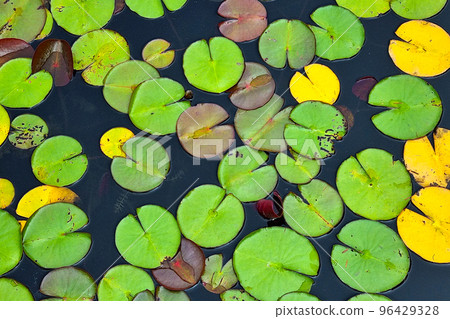 The background is from the leaves of the water lily in the pond. The background of nature. The background is from the leaves of the water lily in the pond. The background of nature. 96429328