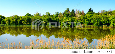 A picturesque lake, forest on the shore and reeds in the foreground. Wide photo. 96429361