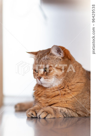 A beautiful cat lies on the table at home and looks at the camera, then away. Cat close-up A beautiful cat lies on the table at home and looks at the camera, then away. Cat close-up 96429538