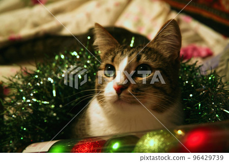A domestic spotted cat lies in New Year's tinsel next to colorful toys and looks up in a funny way. A domestic spotted cat lies in New Year's tinsel next to colorful toys and looks up in a funny way. 96429739