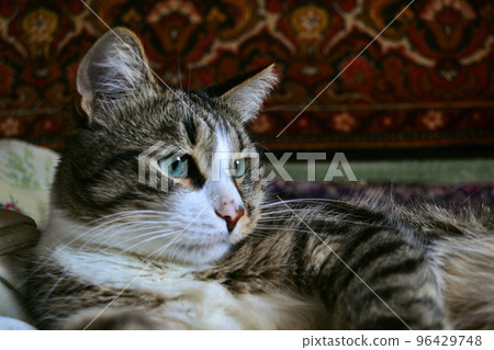 Domestic cute spotted cat lies and rests and looks thoughtfully to the right Domestic cute spotted cat lies and rests and looks thoughtfully to the right 96429748