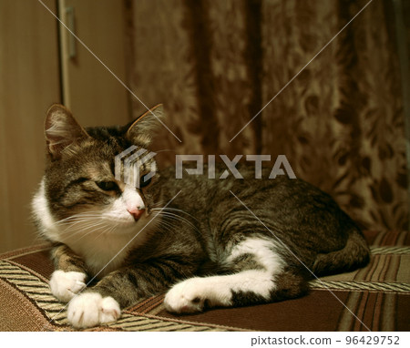 The spotted cat lies on the couch at home and is resting. He is brooding and calm The spotted cat lies on the couch at home and is resting. He is brooding and calm 96429752