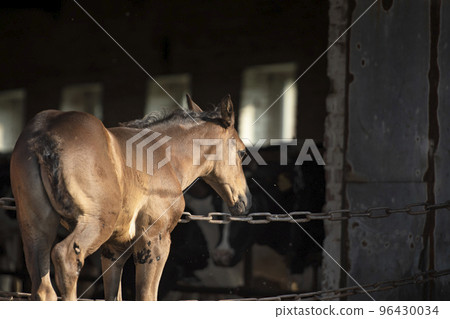 beautiful black foal staying neer cow farm enter. close up.  farm life 96430034