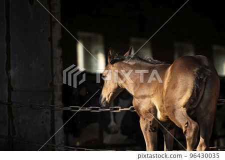 beautiful black foal staying neer cow farm enter. close up.  farm life 96430035