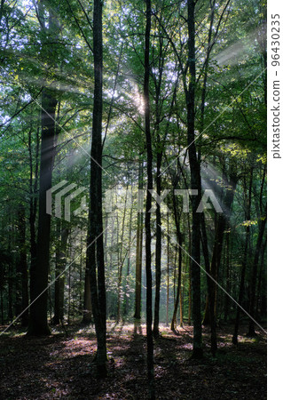 Sunbeam entering rich deciduous forest  96430235