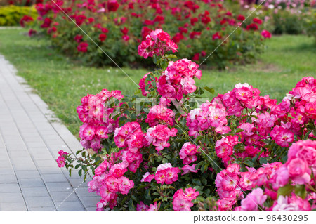 Lush pink roses bush in summer garden. 96430295