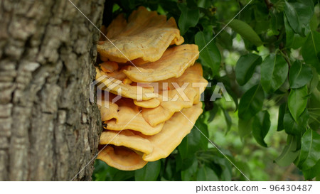 Laetiporus sulphureus sulphur polypore shelf chicken crab woods species bracket fungus, parasite is on the pear tree, fungi grow wood, excellent edible mushroom food kitchen Laetiporus sulphureus sulphur polypore shelf chicken crab woods species bracket fungus, parasite is on the pear tree, fungi grow wood, excellent edible mushroom food kitchen 96430487