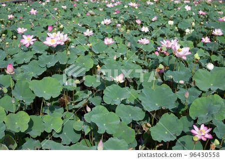Pink lotus flower blooming in pond with green leaves Pink lotus flower blooming in pond with green leaves 96430558