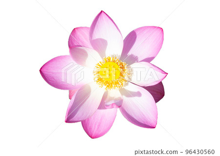Pink lotus flower blooming on white Pink lotus flower blooming on white 96430560