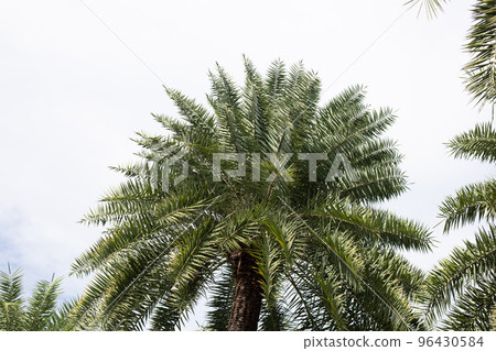 Date palm with blue sky Date palm with blue sky 96430584
