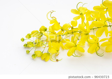 Golden shower or cassia fistula flower on white background. 96430723