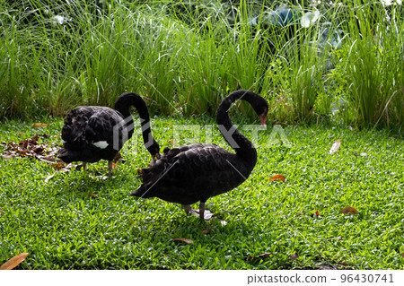 Black swans in the park 96430741