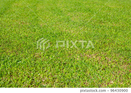 Fresh lawn grass. Beautiful green garden 96430900