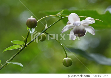 Astragalus japonicum with beautiful spherical buds and transparent white flowers with open petals growing on the forest floor against a background of greenery 96431066