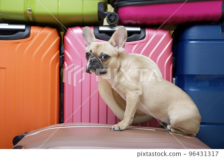 A french dog sits in front of large tall suitcases of various bright colors, ready to travel. A french dog sits in front of large tall suitcases of various bright colors, ready to travel. 96431317