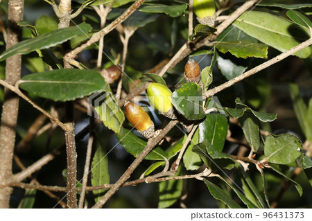 Fruit of the lepidocarp 96431373