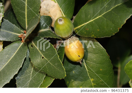 Fruit of the lepidocarp 96431375