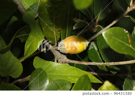 Fruit of the lepidocarp 96431380