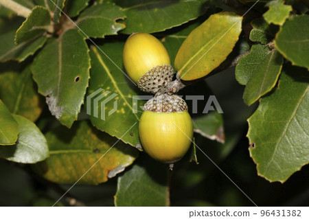 Fruit of the lepidocarp 96431382