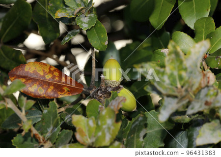 Fruit of the lepidocarp 96431383
