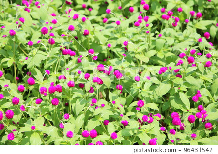Sennichikou flower Sennichikou flower 96431542