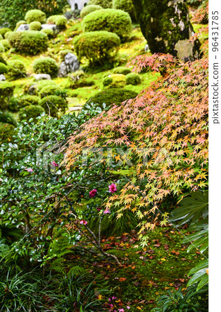 Ohara Sanzen-in Temple (Autumn) Autumn leaves of Shuhekien 96431785