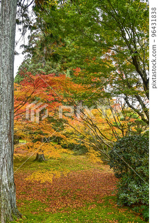 Autumn leaves in Ohara Sanzen-in Temple (Autumn) 96431838