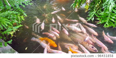 Colorful backyard outlet pond fish