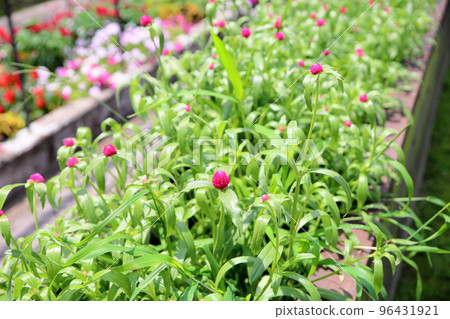 Sennichikou花 96431921