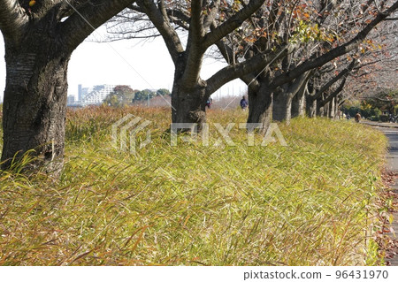 Autumn cherry trees lining the riverbed 96431970