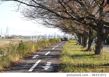 Cherry trees line the riverbed of the Tama River 96431972