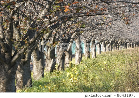 Cherry trees line the riverbed of the Tama River 96431973