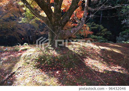 Raizan Sennyoji Temple Kaede Japanese Garden 96432046