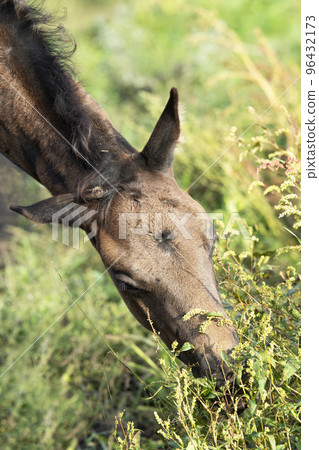 portrait of beautiful black- brown colt grazing at field .  close up. cloudy day 96432173