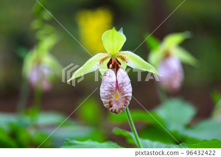 Clusters of kumarisou flowers Clusters of kumarisou flowers 96432422