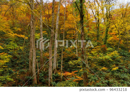 Mountain colored with autumn leaves Mountain colored with autumn leaves 96433218