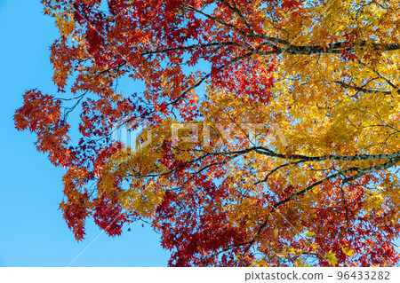 Koyasan "Kongobu-ji Temple" Autumn leaves on the bellows path Red and yellow maple Koyasan "Kongobu-ji Temple" Autumn leaves on the bellows path Red and yellow maple 96433282