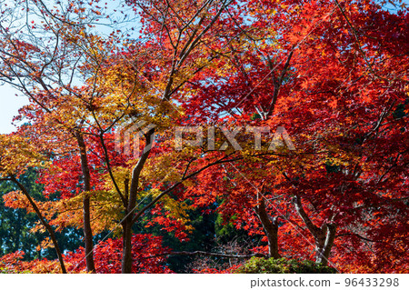 Koyasan ``Kongobu-ji Temple'' bellows road Nishikiori with red and yellow maple leaves 96433298