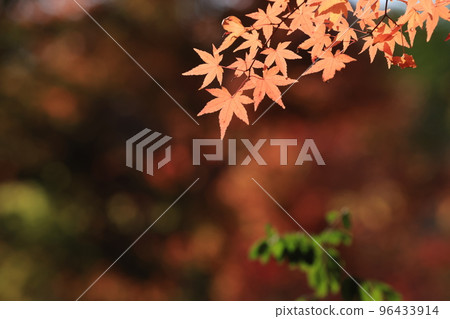 Autumn leaves6726 Autumn leaves6726 96433914