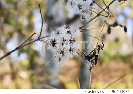 Button crane fluff and seeds Button crane fluff and seeds 96434075