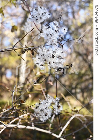 Button crane fluff and seeds Button crane fluff and seeds 96434079