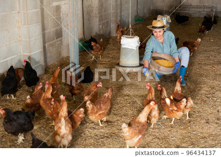 Kazakh woman feeds laying hens 96434137