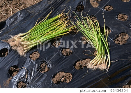 農業工作風景，洋蔥幼苗的種植 96434204